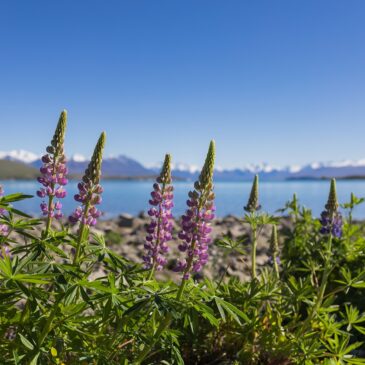 テカポフォトウエデイング Yuichiro様＆Yuri様